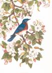 Eastern Blue Bird