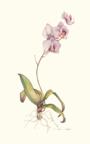 Orchid I